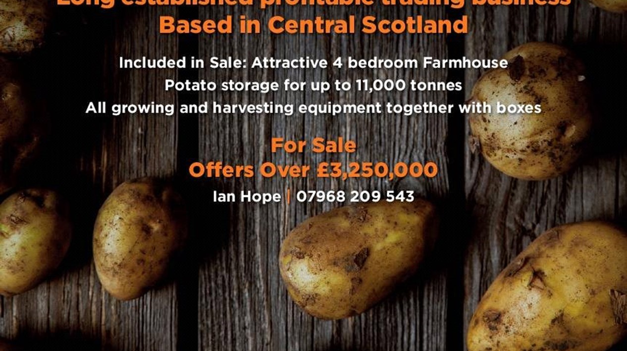 Seed Potato Business