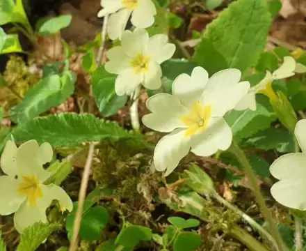 Natural Capital Main Image