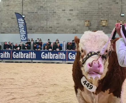 Galbraith May Bull Sales 2022: Bull