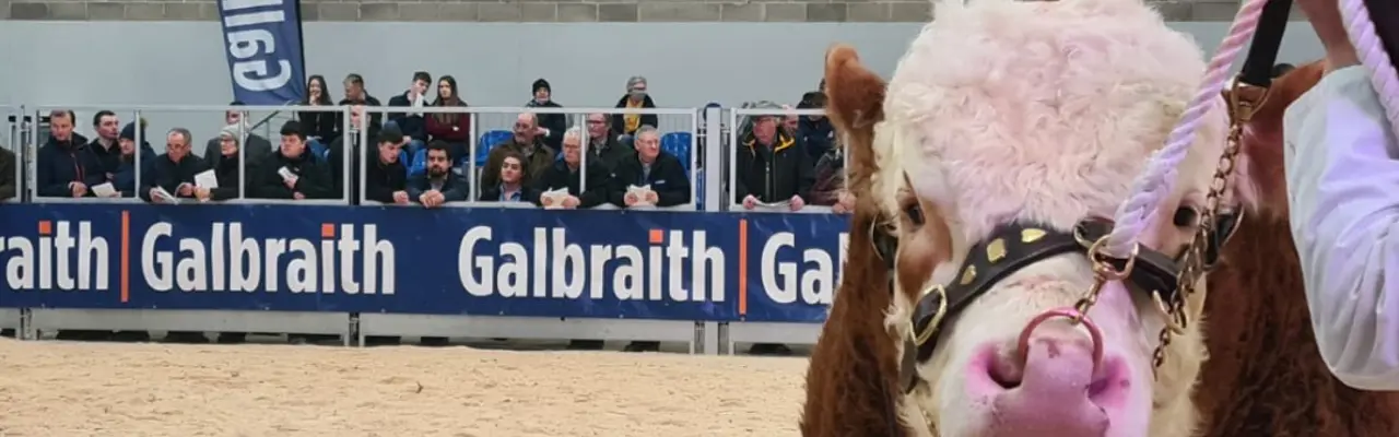 Galbraith February Bull Sales 2023: Bull
