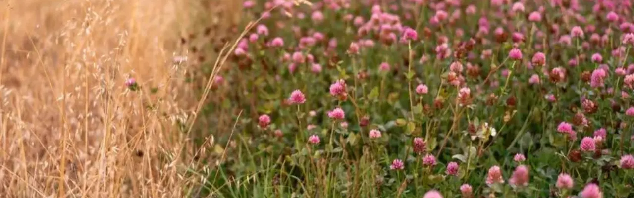 Natural capital update: good news on environmental improvement – but how to achieve it? : Untitled Design (16) (1)