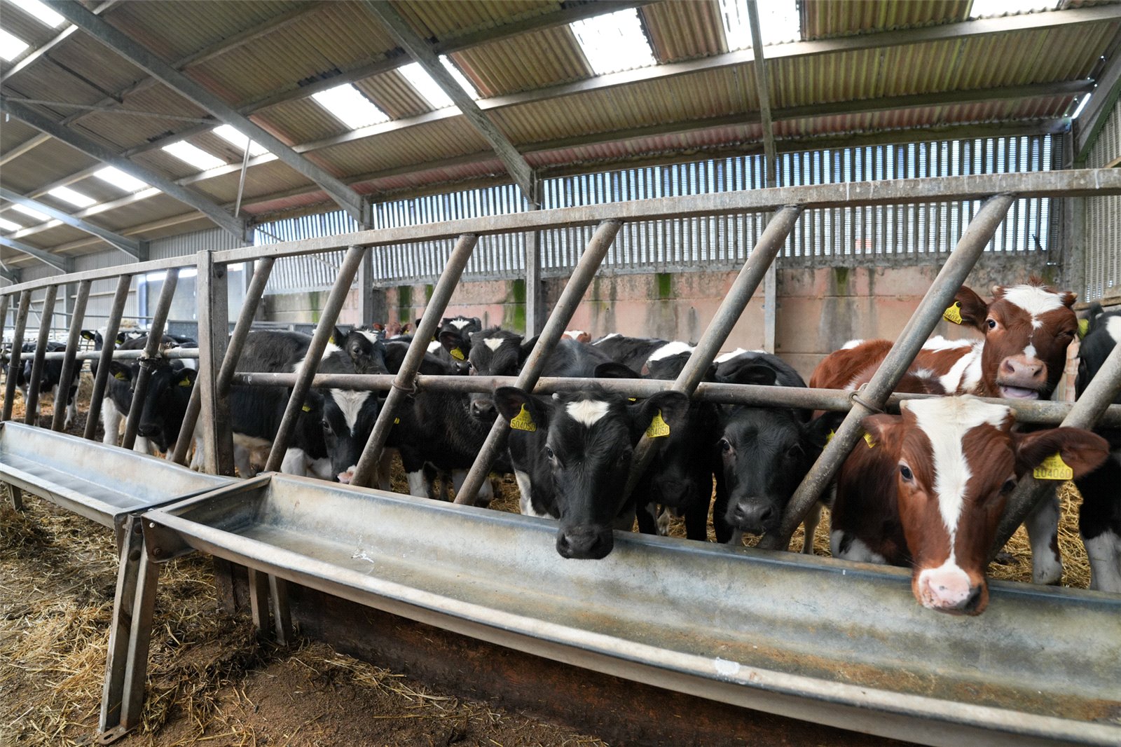 Feed Barriers