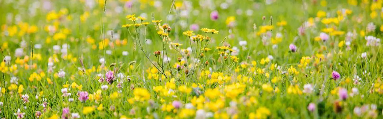 Natural capital update: Key climate scheme re-launched for sustainable land management: 1645538013 Mike Erskine 6Ljqvhptjeu Unsplash 808X455