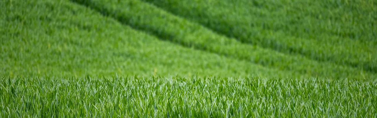 Natural capital update: Halting of capital grants adds to farming frustration : Wheat 7208997 1280 (1)