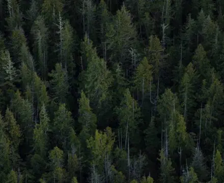 Valuation, Sales and Purpose