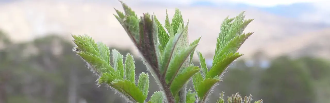 The woodland way to earn carbon credits: Carbon(1)