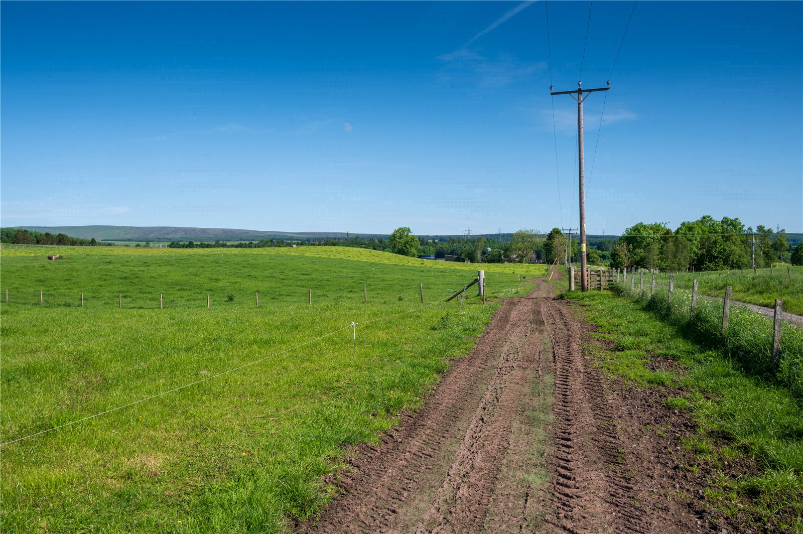 Cow Tracks