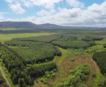 Extensive Commercial Forestry for Sale close to Edinburgh: 1655284099 Buteland1 808X455